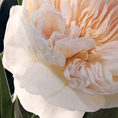 CHLO-05-000045-3.png